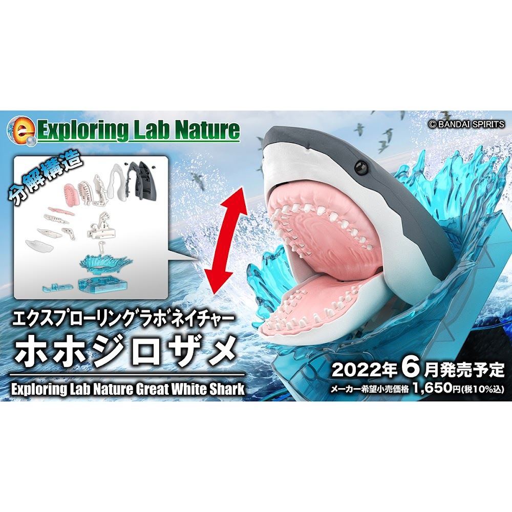 EXPLORING LAB NATURE GREAT WHITE SHARK